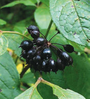 Элеутерококк