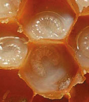 Маточное молочко