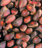 Кедровый орех